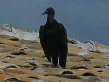 Black Vulture